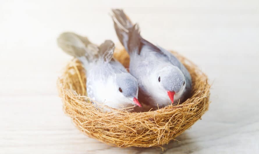 Comment s’occuper d’un bébé pigeon ?